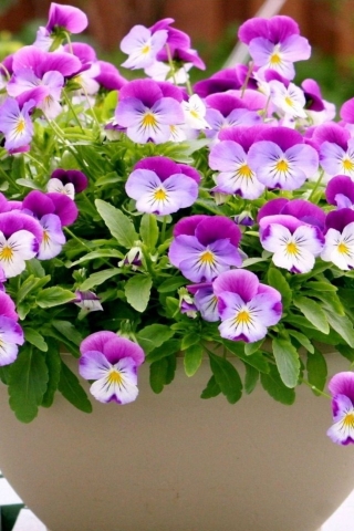 Pansies in a Vase  for 320 x 480 iPhone resolution