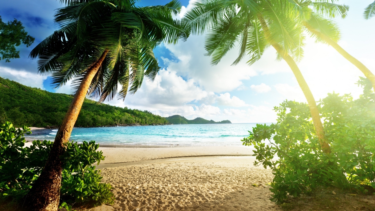 Paradise Palm Beach for 1280 x 720 HDTV 720p resolution