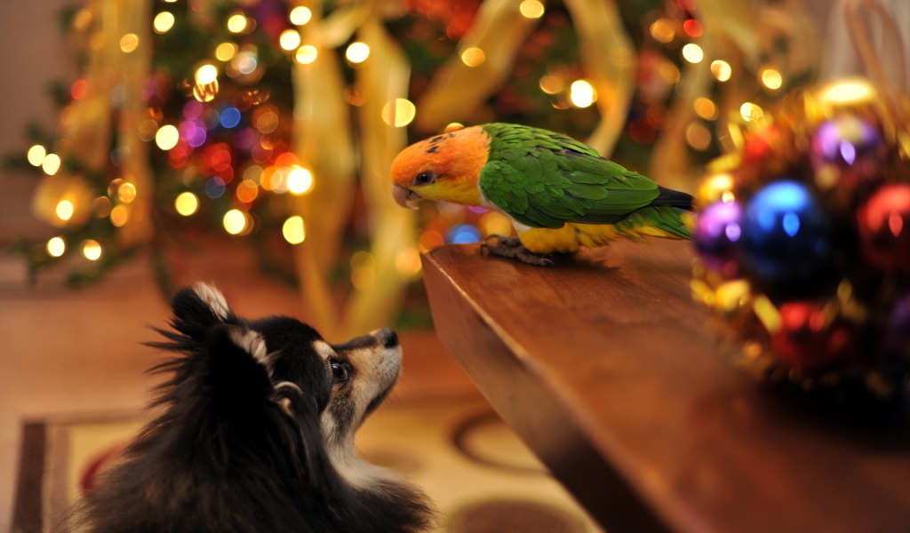 Parrot and Dog Talking for 1024 x 600 widescreen resolution