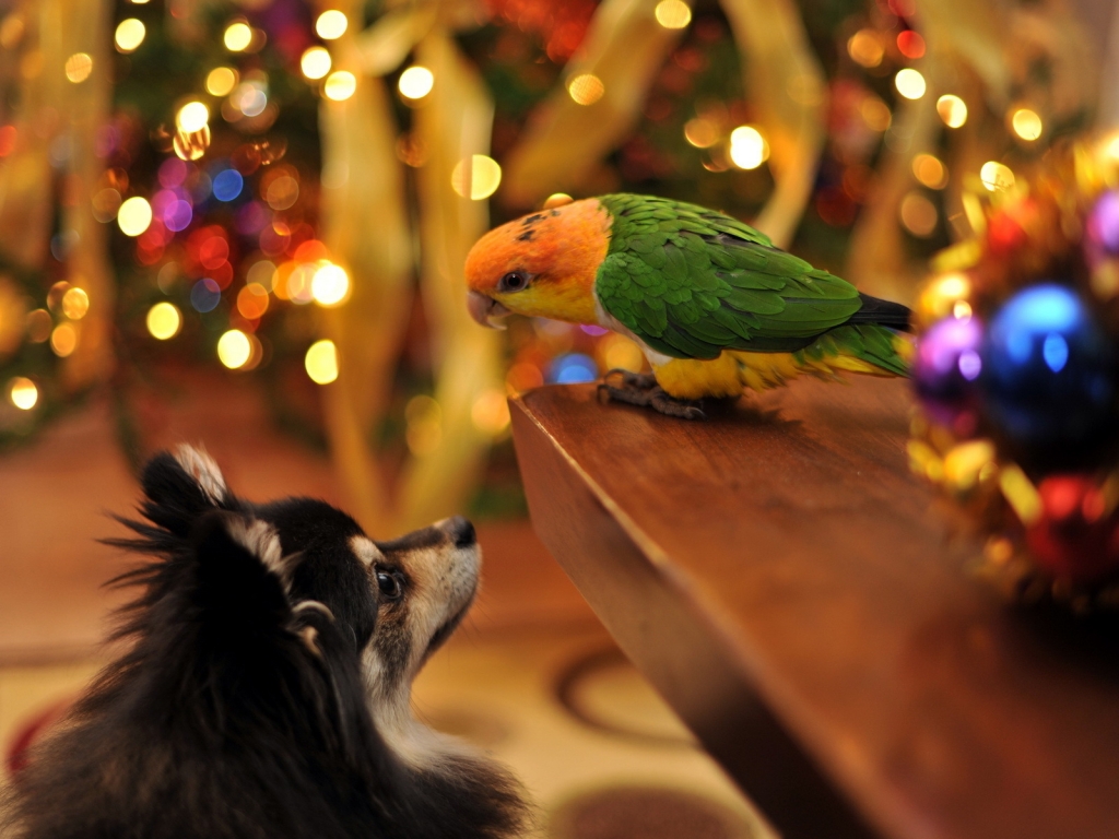 Parrot and Dog Talking for 1024 x 768 resolution