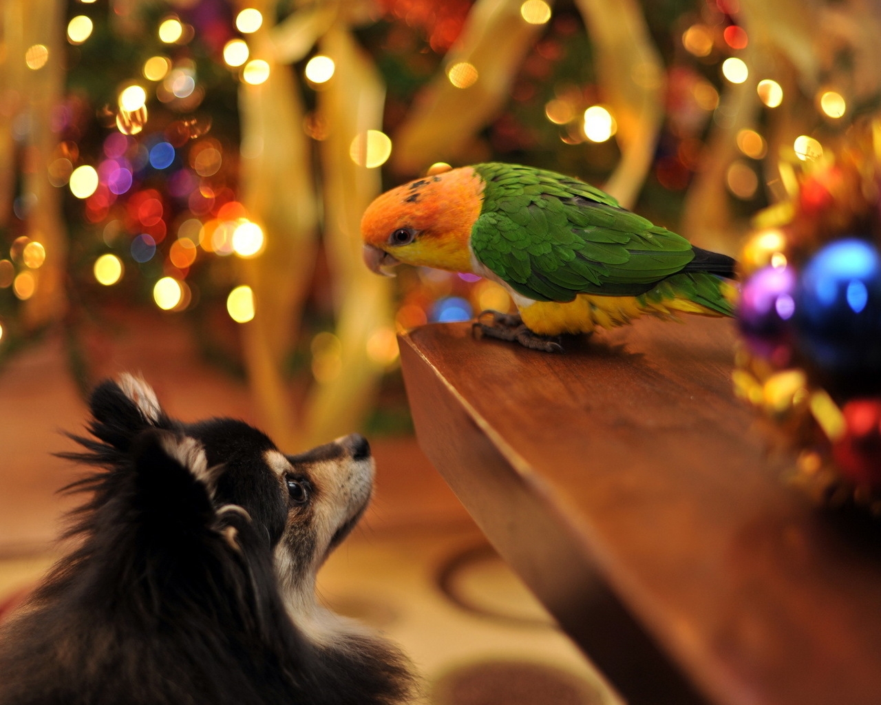 Parrot and Dog Talking for 1280 x 1024 resolution