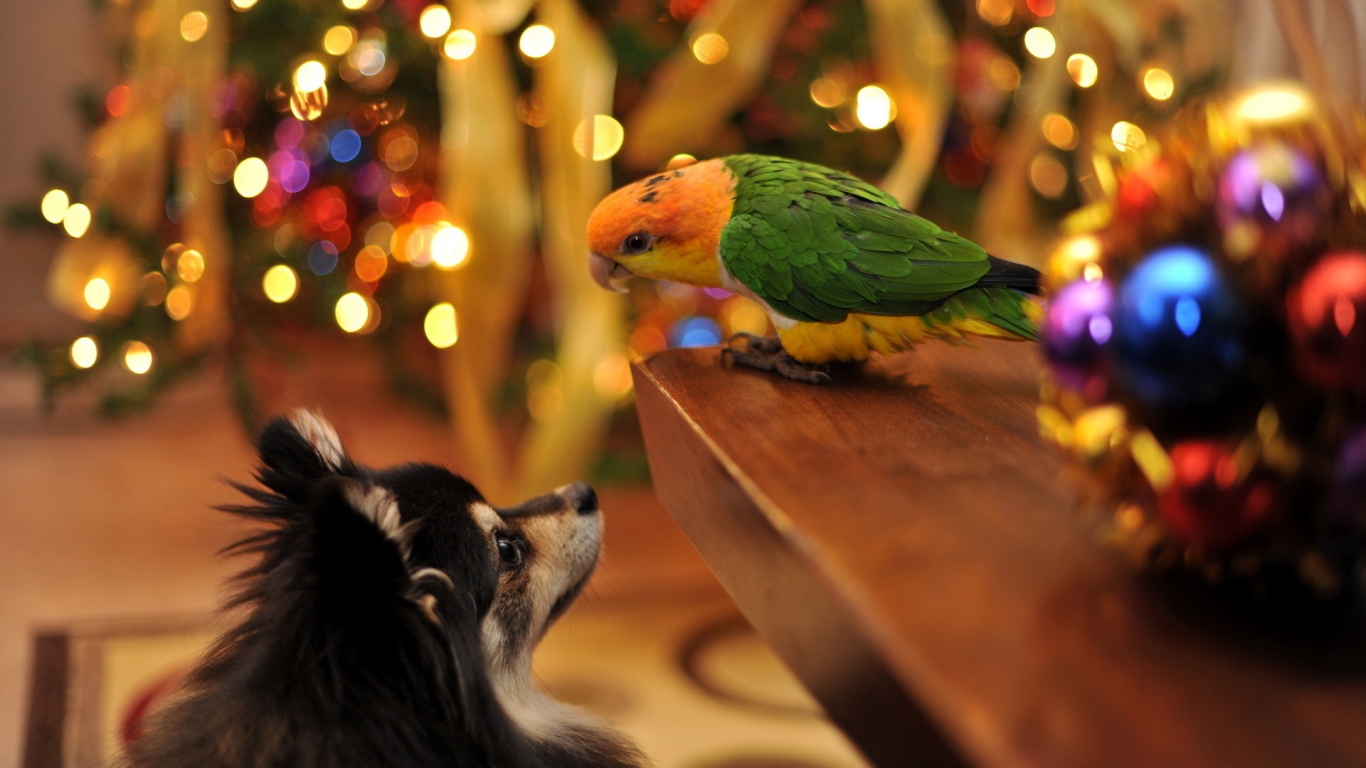 Parrot and Dog Talking for 1366 x 768 HDTV resolution