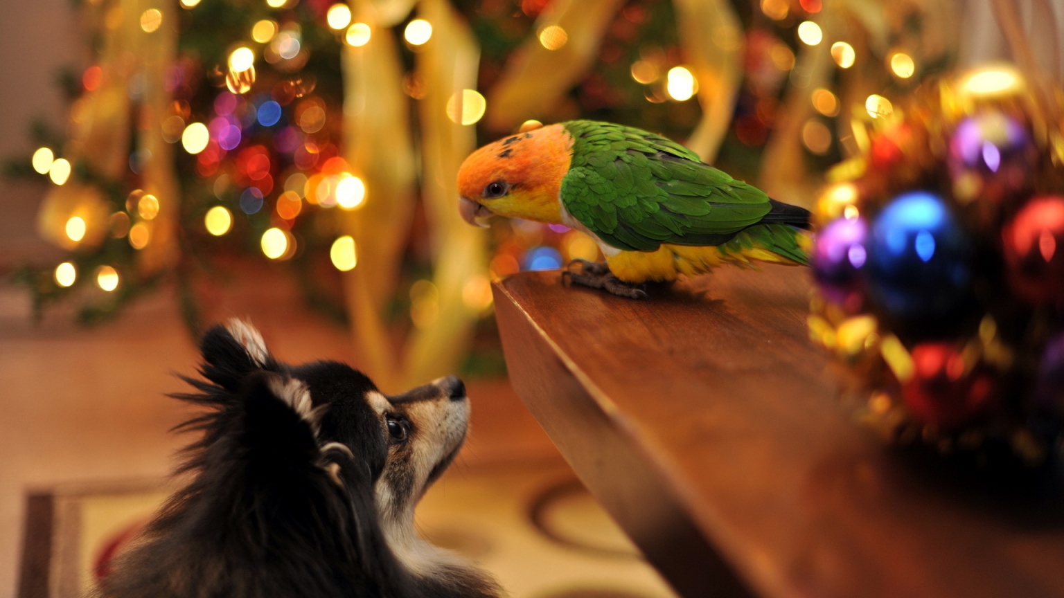 Parrot and Dog Talking for 1536 x 864 HDTV resolution