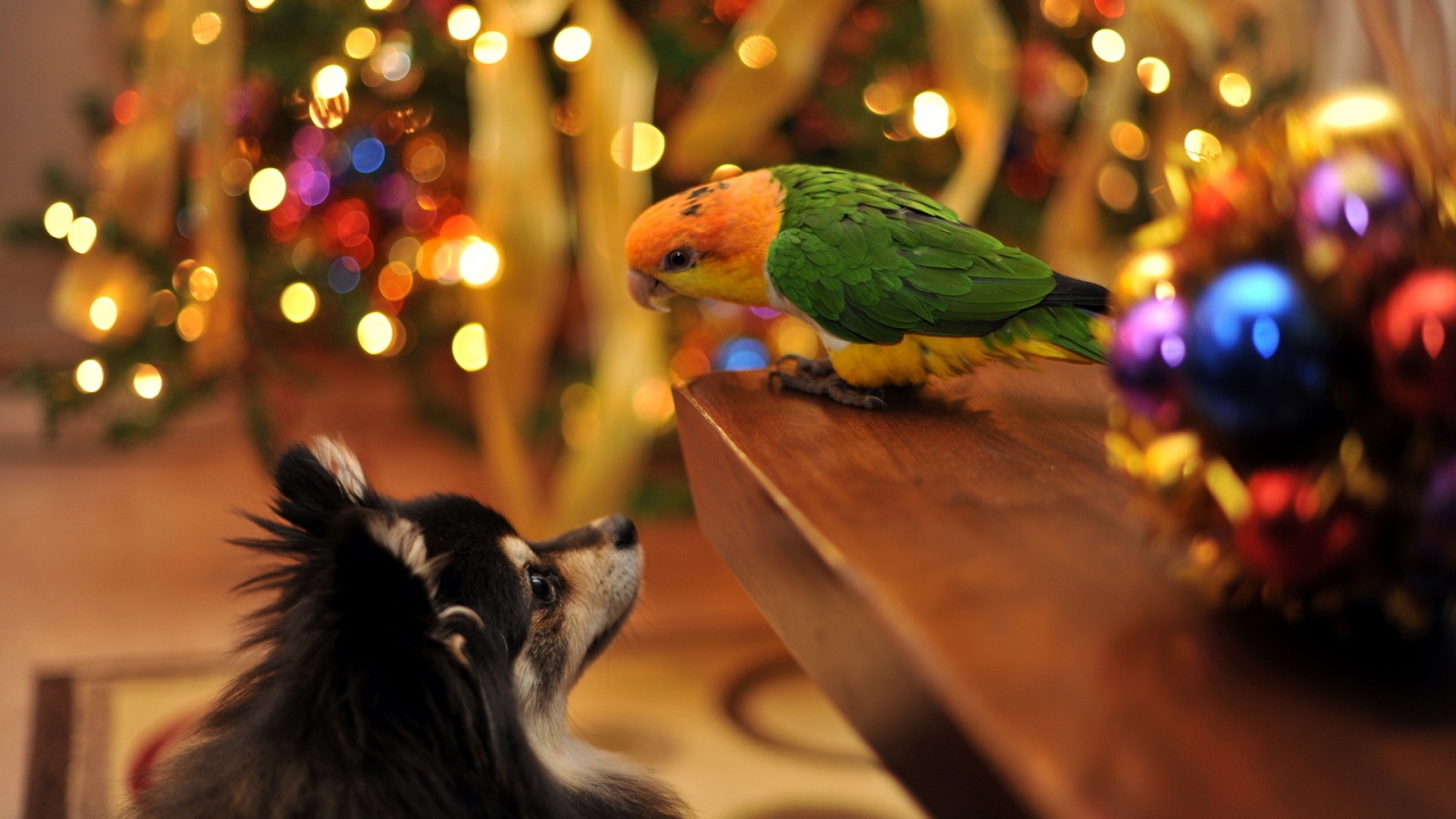 Parrot and Dog Talking for 1600 x 900 HDTV resolution