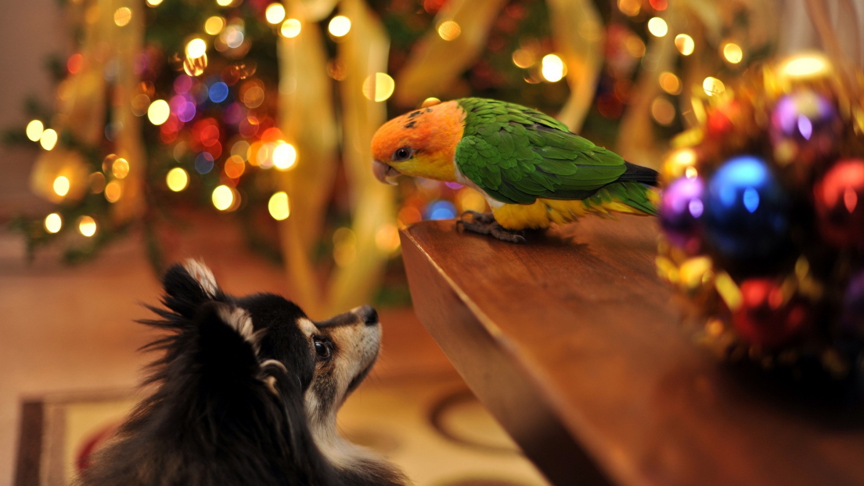 Parrot and Dog Talking for 1680 x 945 HDTV resolution