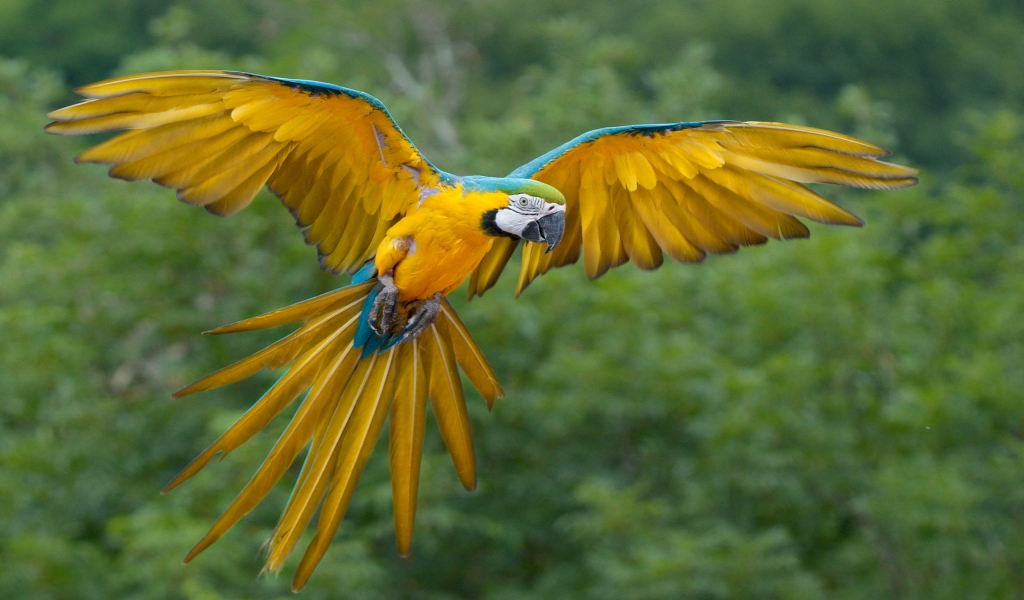 Parrot Flying for 1024 x 600 widescreen resolution