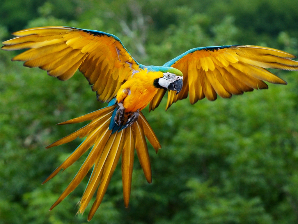Parrot Flying for 1024 x 768 resolution