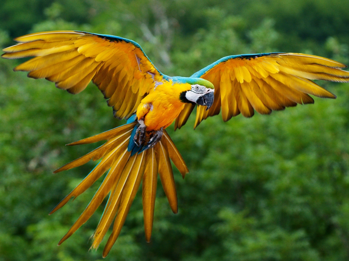Parrot Flying for 1152 x 864 resolution