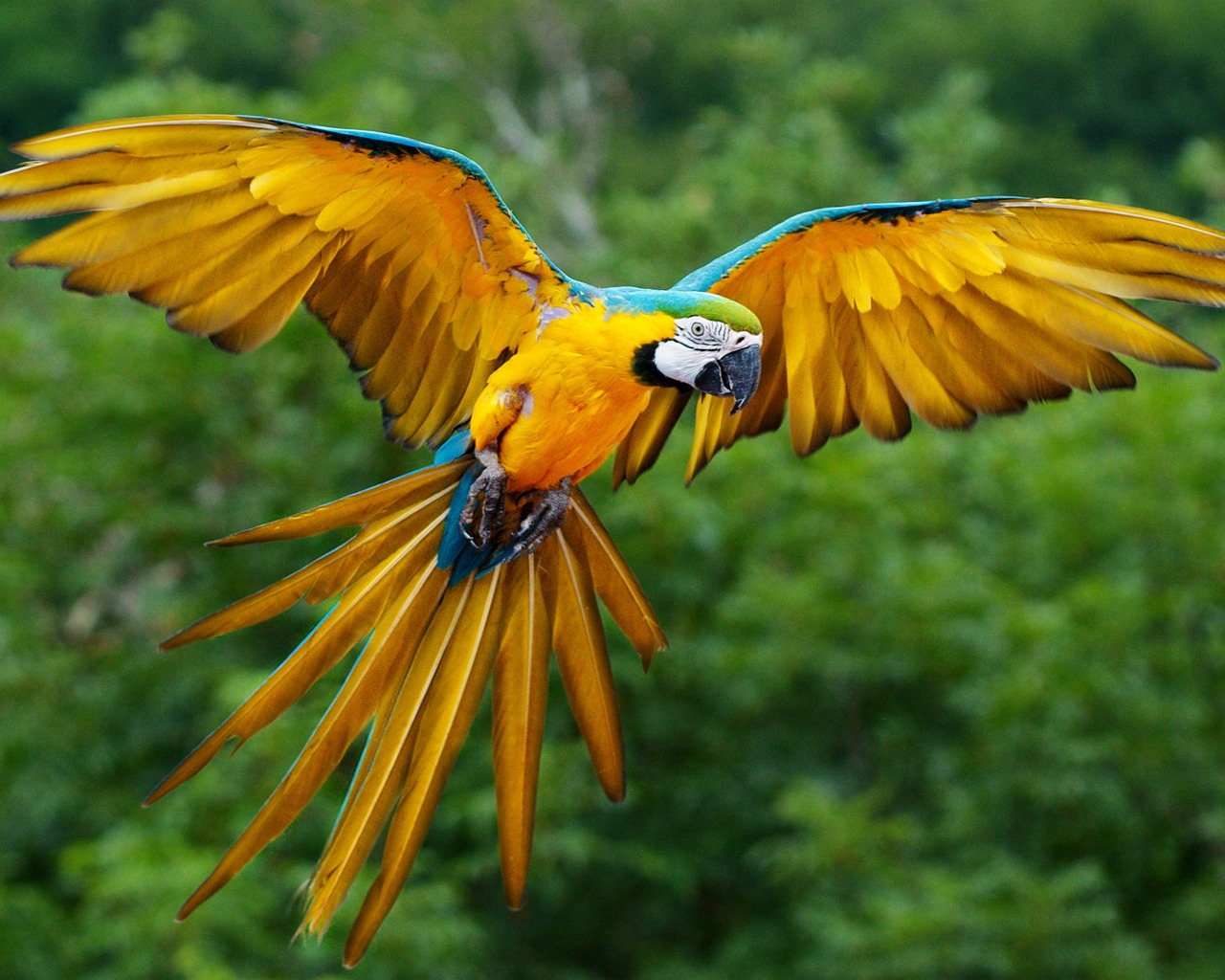 Parrot Flying for 1280 x 1024 resolution