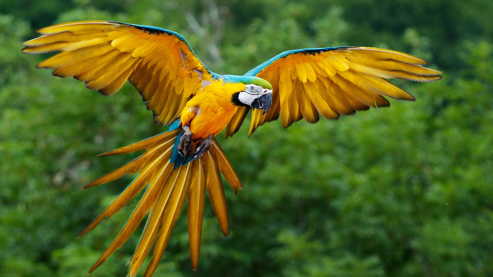 Parrot Flying for 1920 x 1080 HDTV 1080p resolution