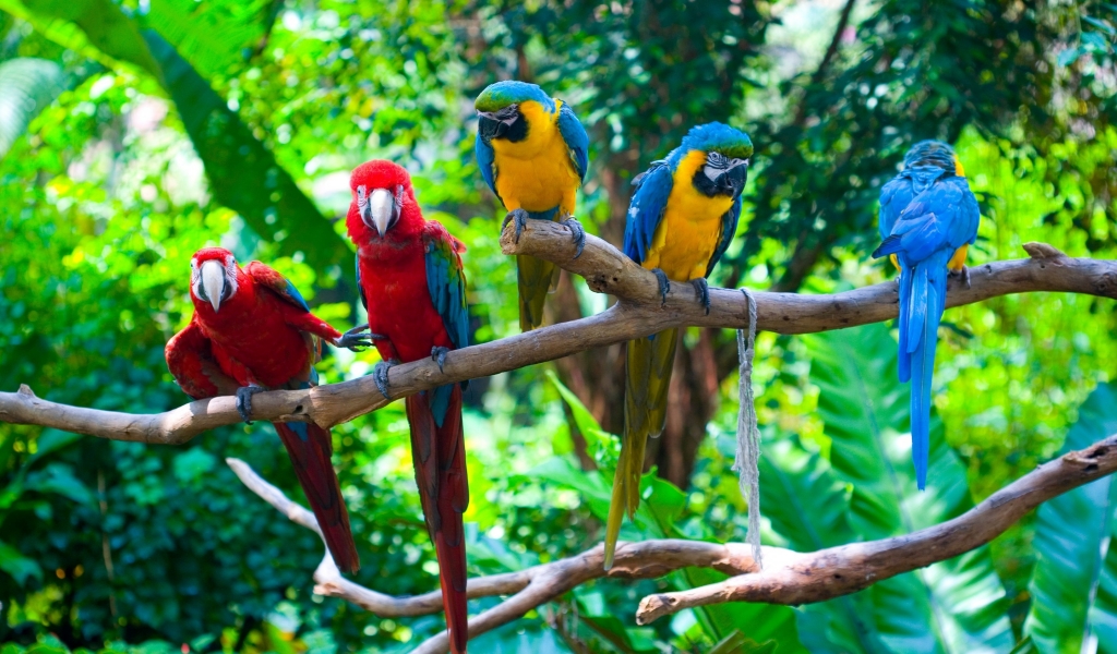Parrots Conflict for 1024 x 600 widescreen resolution