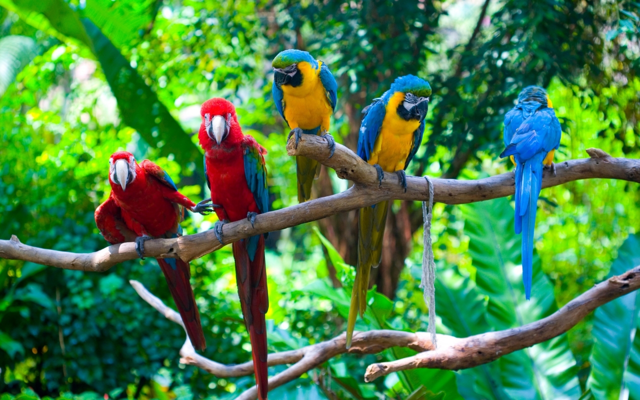 Parrots Conflict for 1280 x 800 widescreen resolution