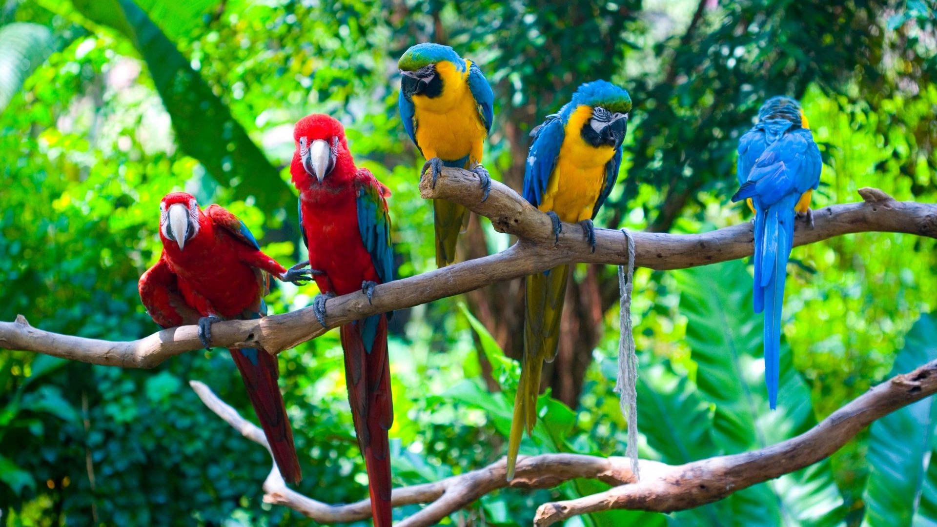 Parrots Conflict for 1920 x 1080 HDTV 1080p resolution
