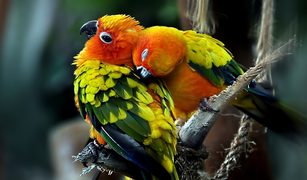 Parrots Couple for 1024 x 600 widescreen resolution