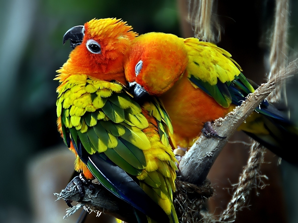 Parrots Couple for 1024 x 768 resolution