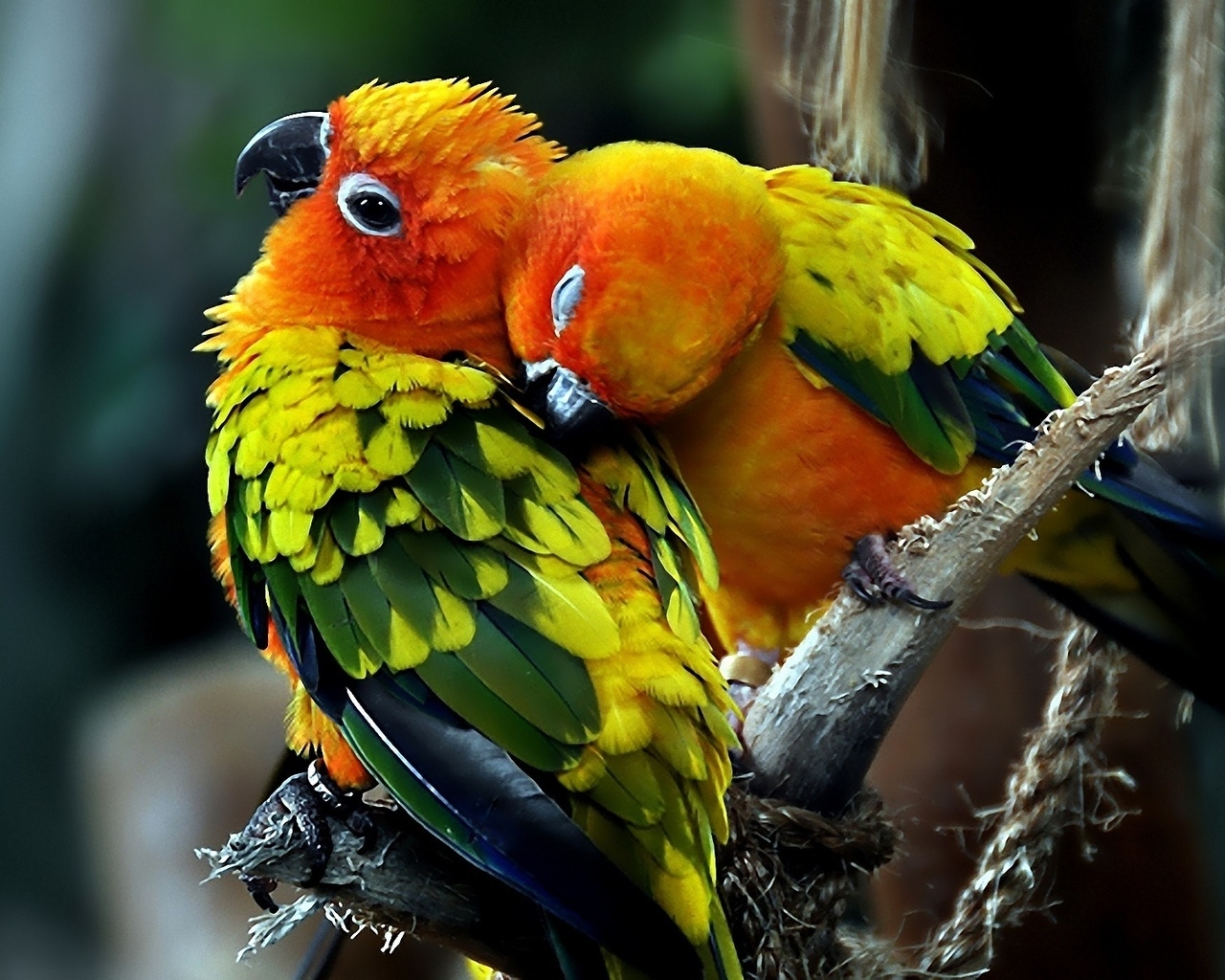 Parrots Couple for 1280 x 1024 resolution