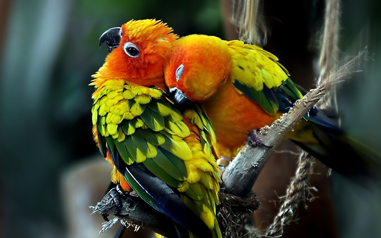 Parrots Couple for 1280 x 800 widescreen resolution