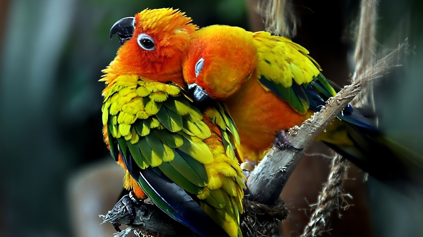 Parrots Couple for 1366 x 768 HDTV resolution