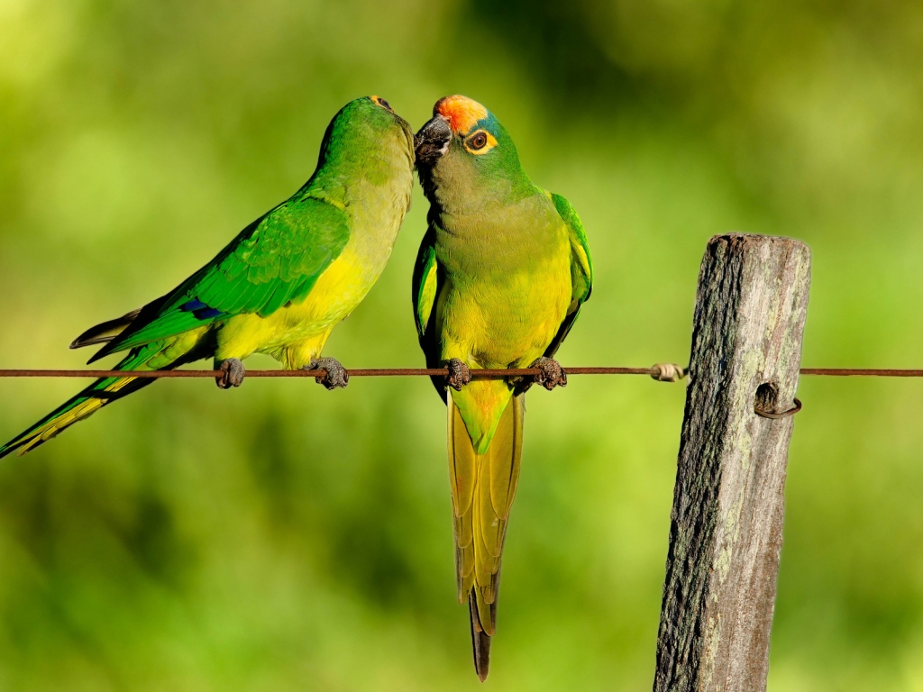 Parrots Kiss for 1024 x 768 resolution