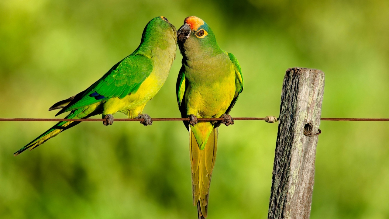 Parrots Kiss for 1280 x 720 HDTV 720p resolution