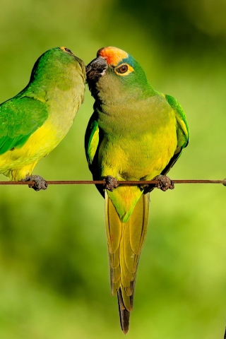 Parrots Kiss for 320 x 480 iPhone resolution
