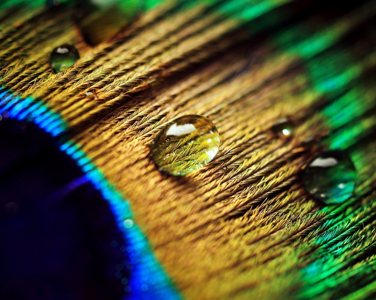 Peacock Feather Drops for 1280 x 1024 resolution