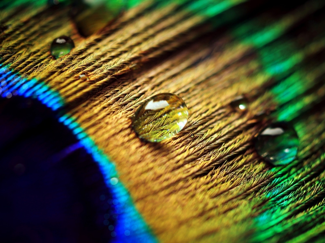 Peacock Feather Drops for 1280 x 960 resolution