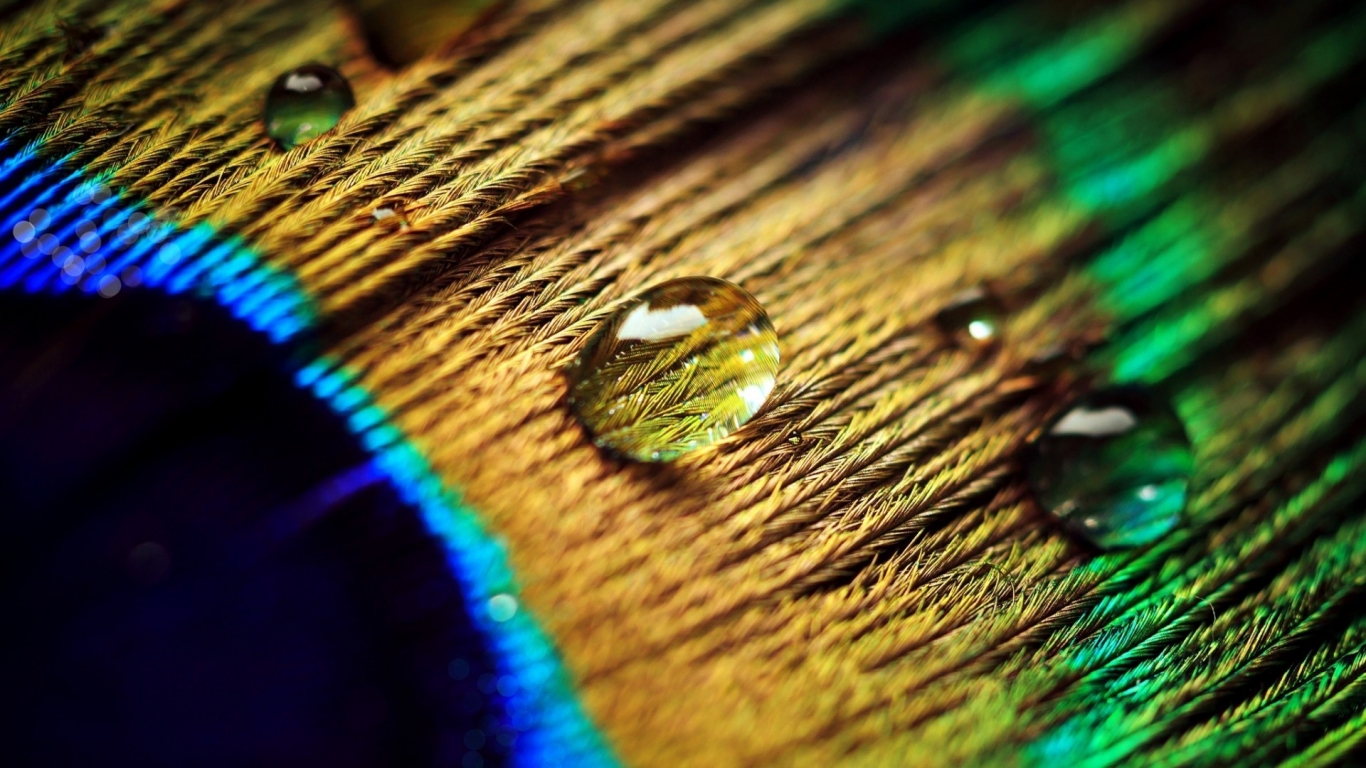 Peacock Feather Drops for 1366 x 768 HDTV resolution