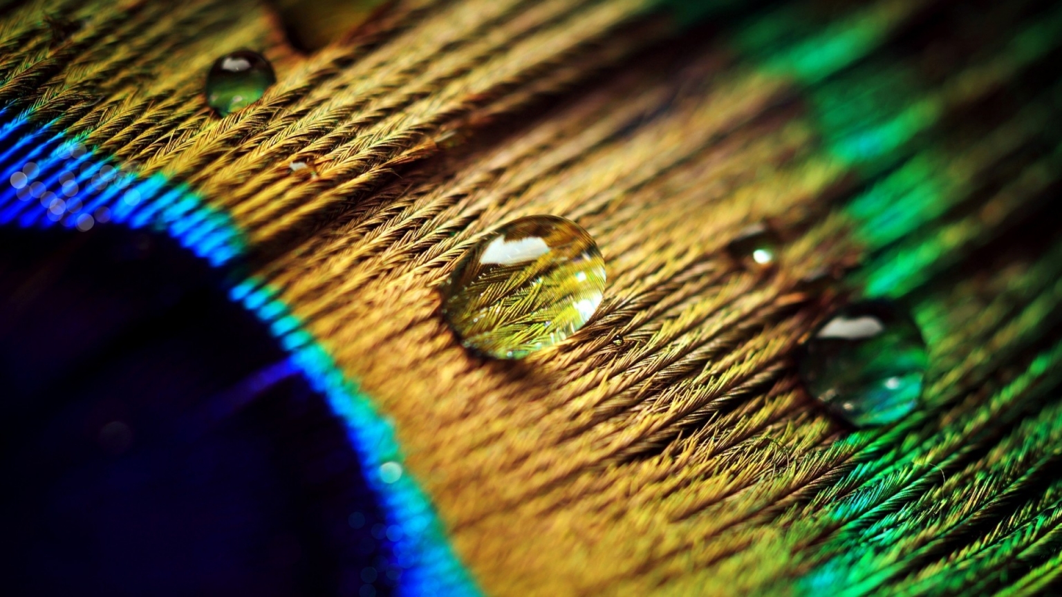 Peacock Feather Drops for 1536 x 864 HDTV resolution