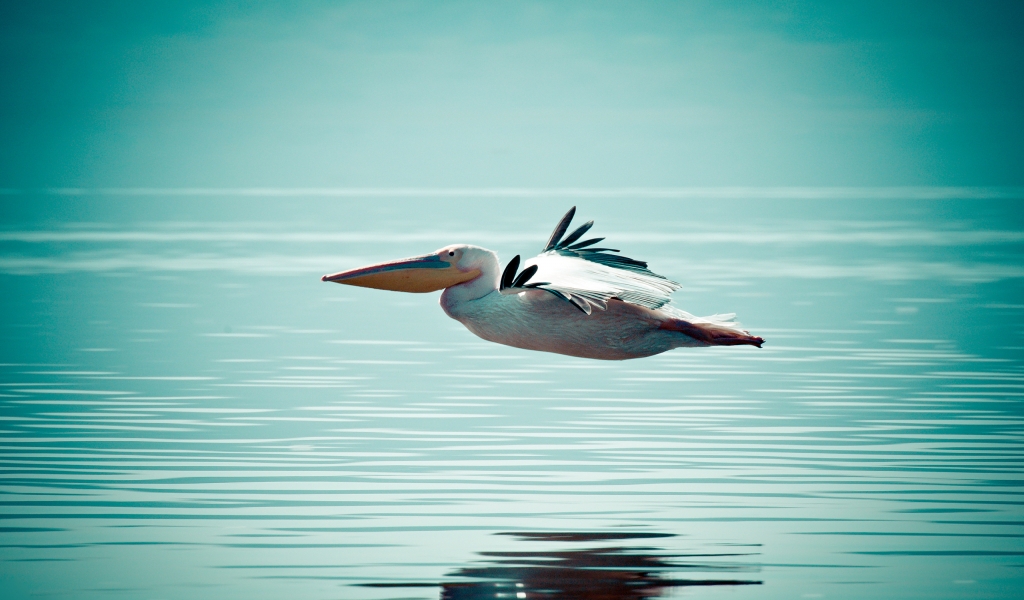 Pelican Flying Over Water for 1024 x 600 widescreen resolution