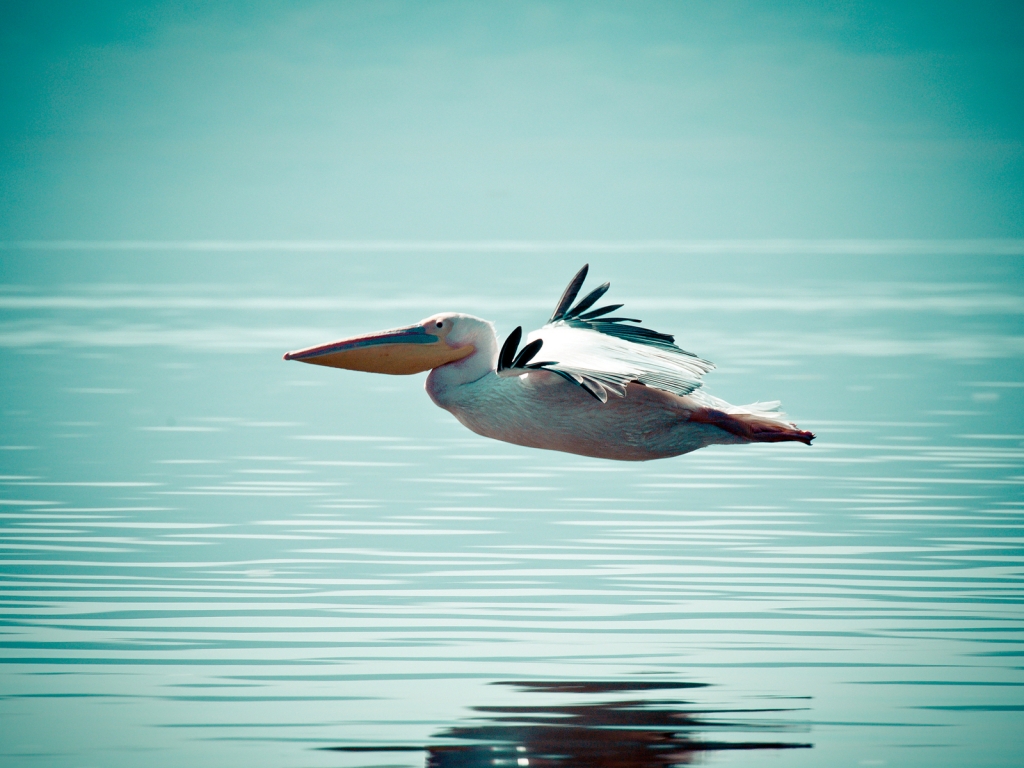 Pelican Flying Over Water for 1024 x 768 resolution
