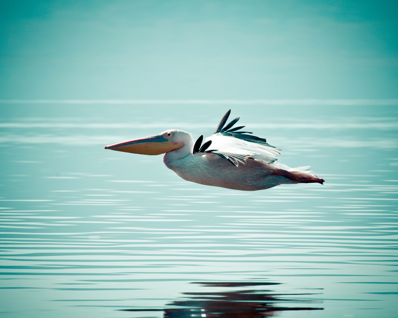 Pelican Flying Over Water for 1280 x 1024 resolution