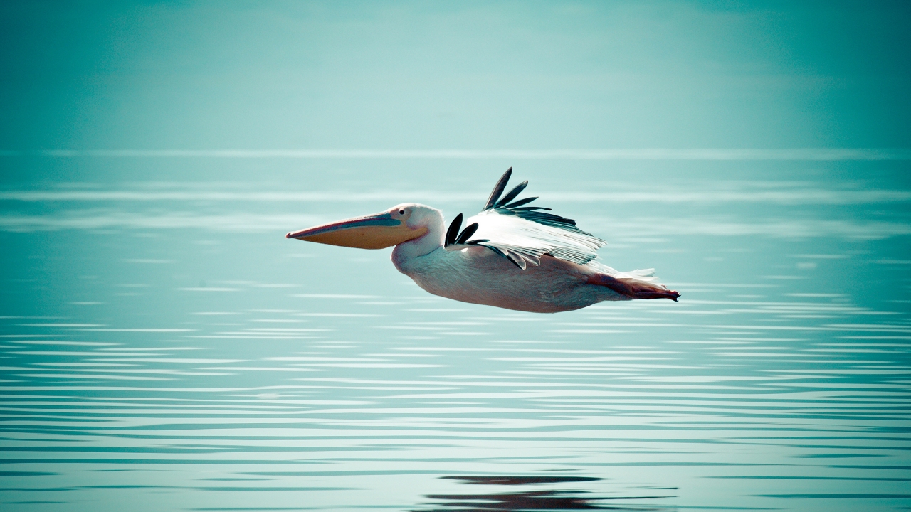 Pelican Flying Over Water for 1280 x 720 HDTV 720p resolution