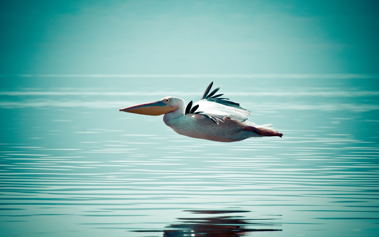 Pelican Flying Over Water for 1280 x 800 widescreen resolution