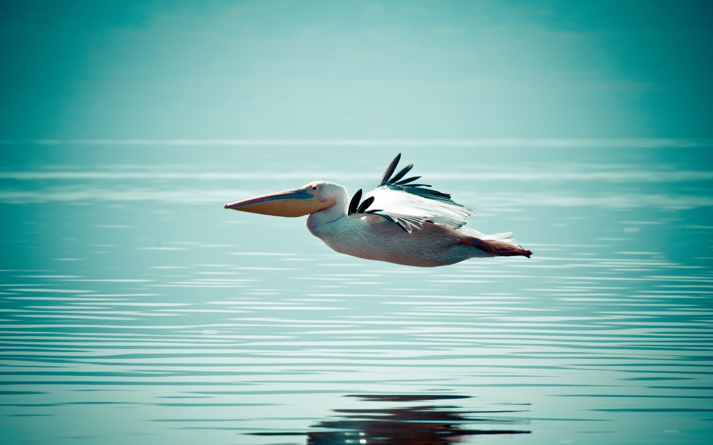 Pelican Flying Over Water for 1440 x 900 widescreen resolution