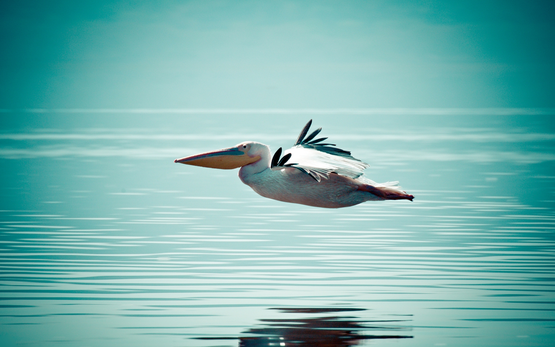 Pelican Flying Over Water for 1920 x 1200 widescreen resolution