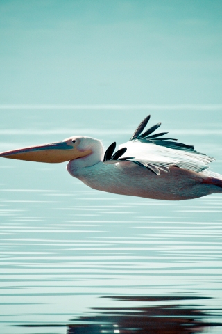 Pelican Flying Over Water for 320 x 480 iPhone resolution