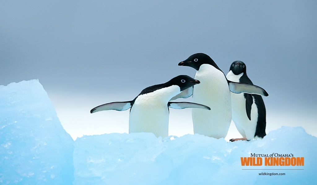 Penguins for 1024 x 600 widescreen resolution