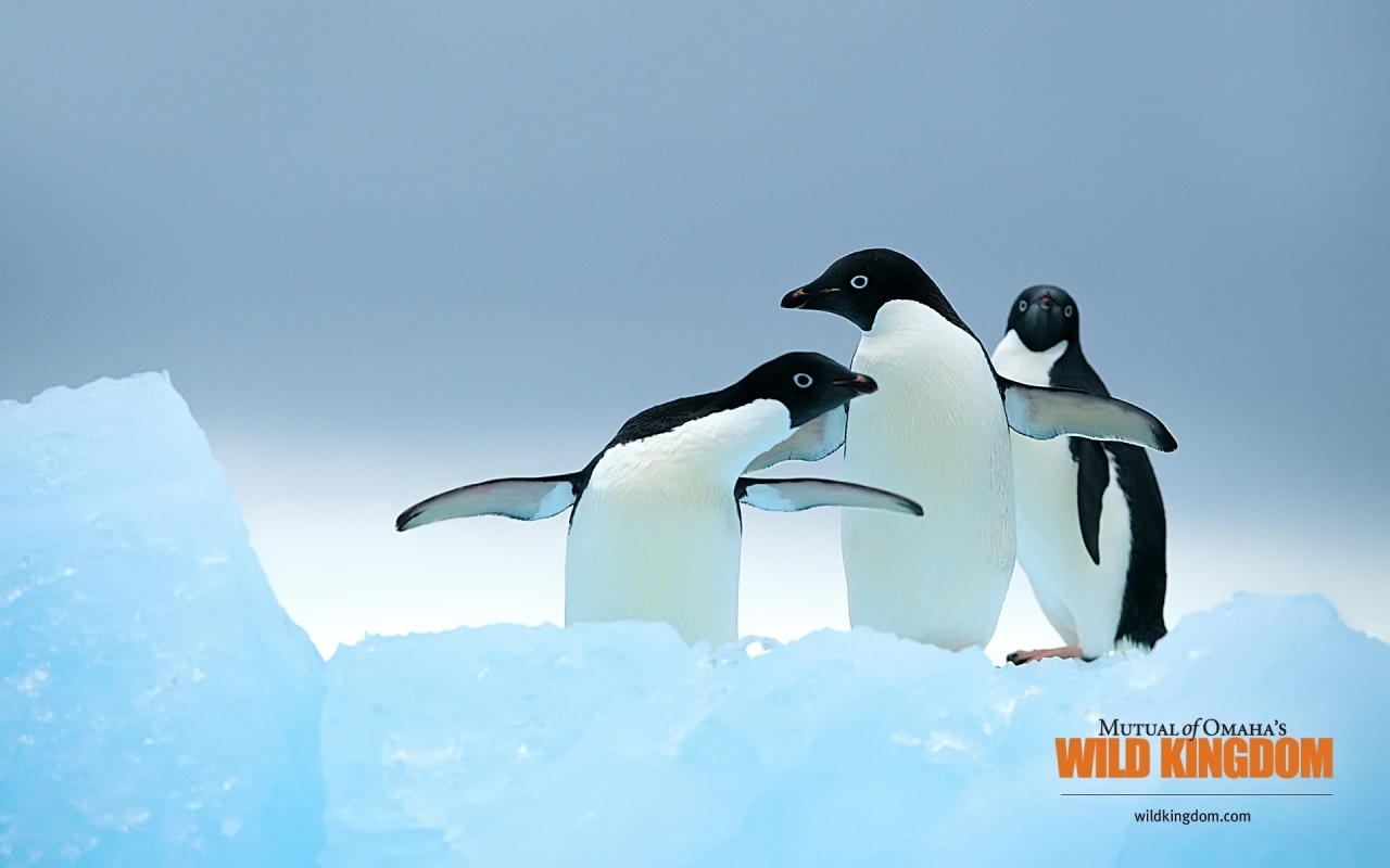Penguins for 1280 x 800 widescreen resolution