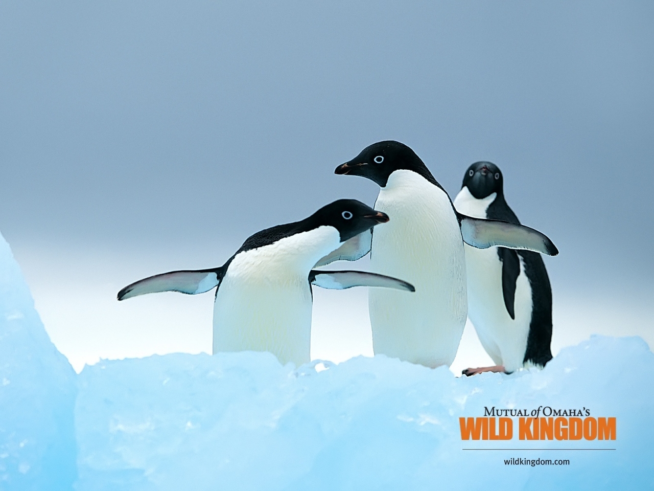 Penguins for 1280 x 960 resolution