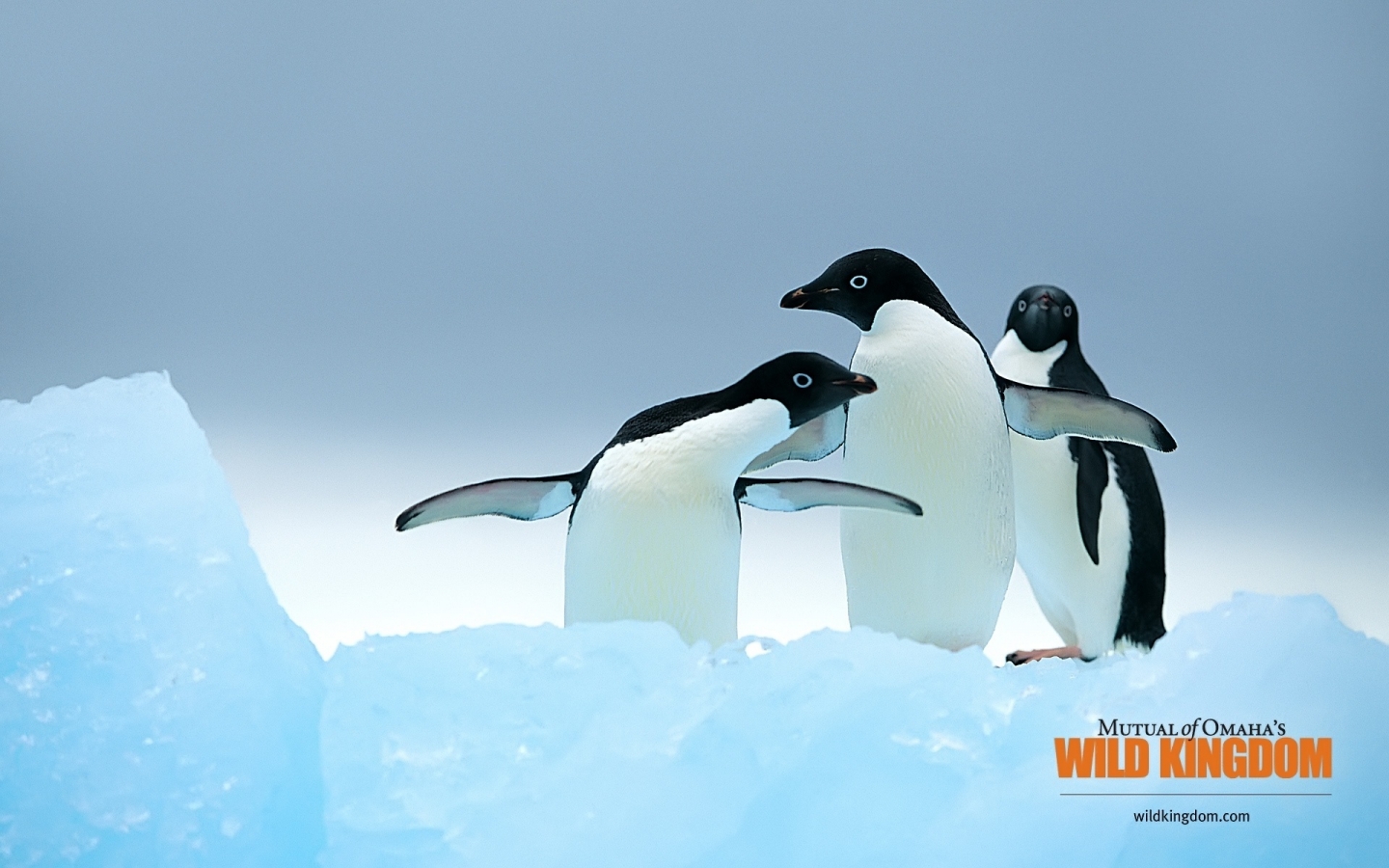 Penguins for 1440 x 900 widescreen resolution