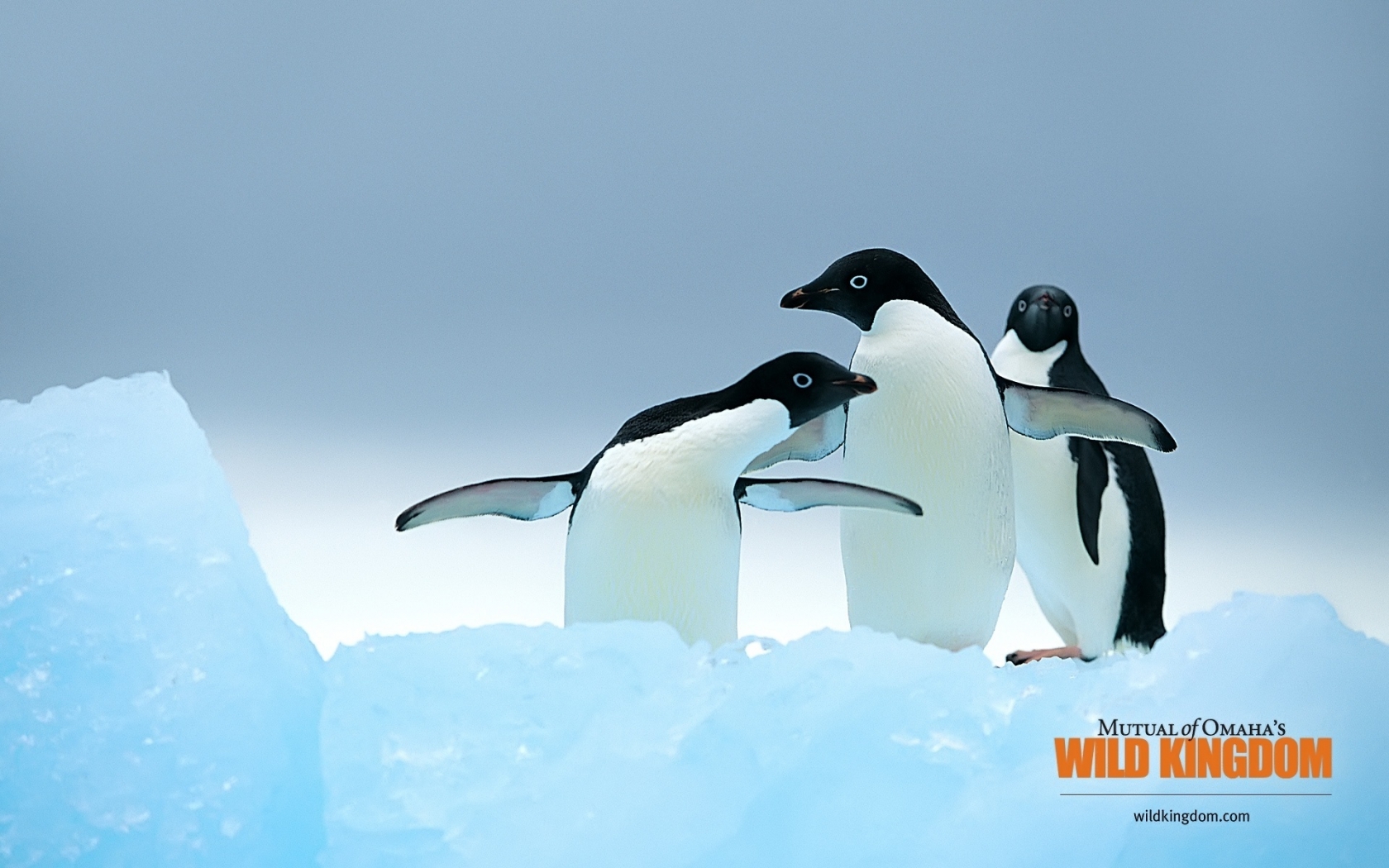 Penguins for 1680 x 1050 widescreen resolution