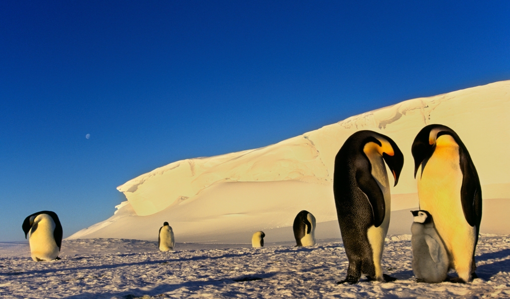 Penguins Family Conversation for 1024 x 600 widescreen resolution
