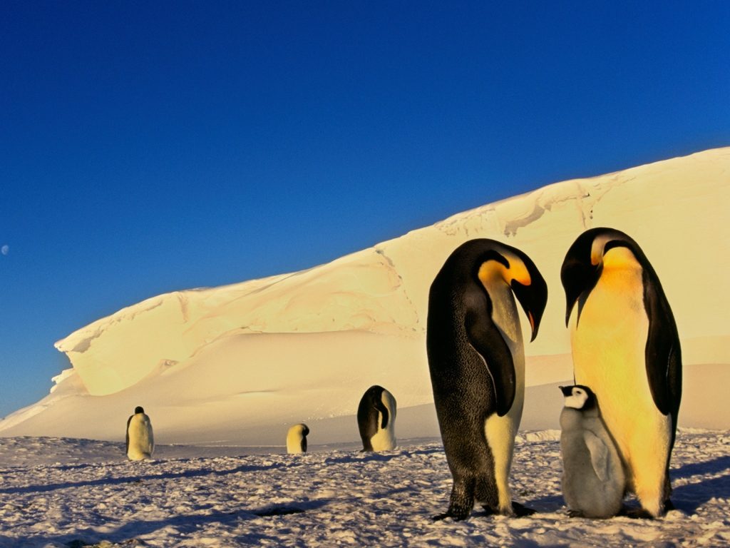 Penguins Family Conversation for 1024 x 768 resolution