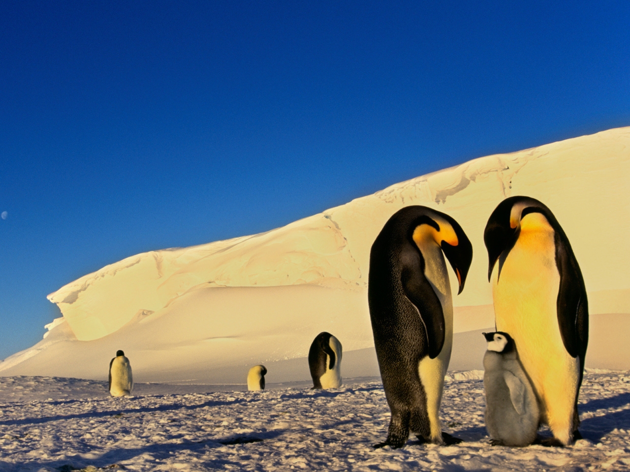 Penguins Family Conversation for 1280 x 960 resolution