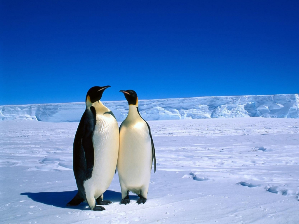 Penguins in Antarctica for 1024 x 768 resolution