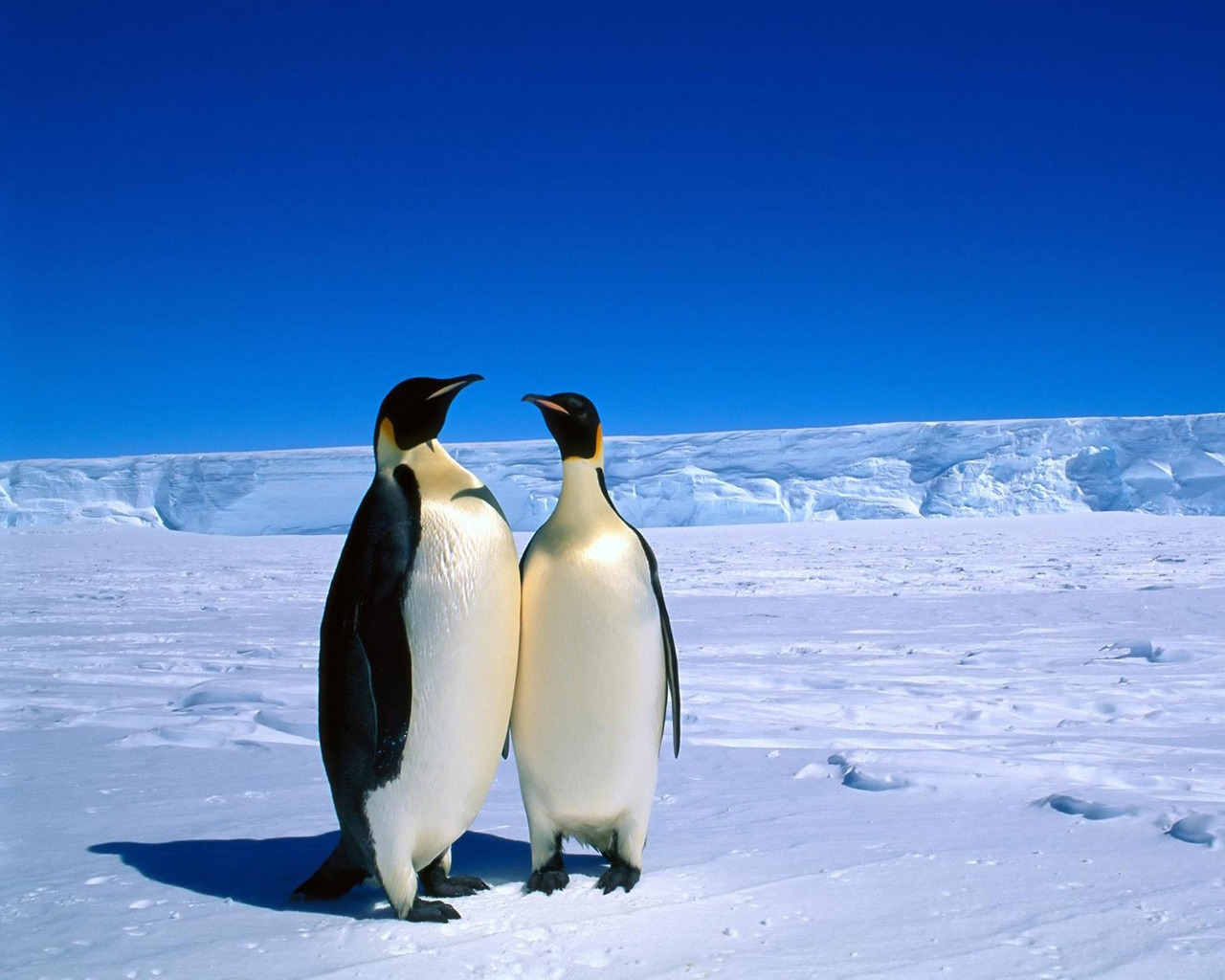 Penguins in Antarctica for 1280 x 1024 resolution