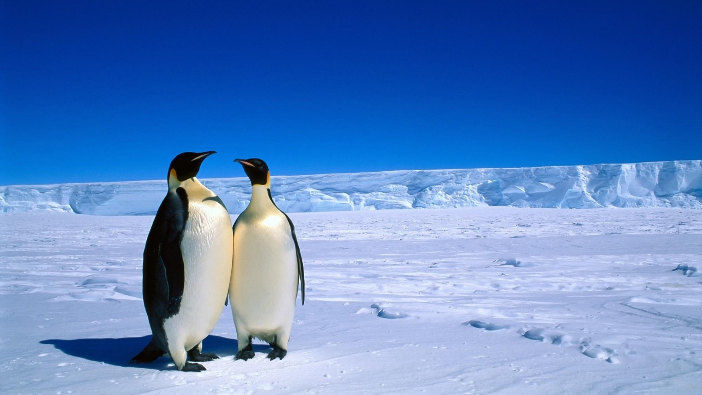 Penguins in Antarctica for 1366 x 768 HDTV resolution