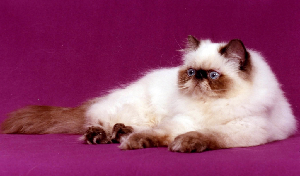 Persian Cat for 1024 x 600 widescreen resolution
