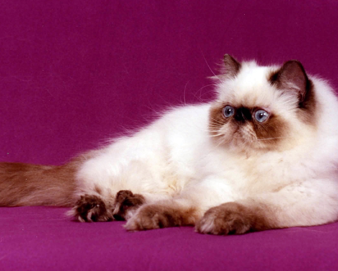 Persian Cat for 1280 x 1024 resolution
